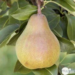 Madison Housse De Meubles D'extérieur Rond 320 Cm Gris